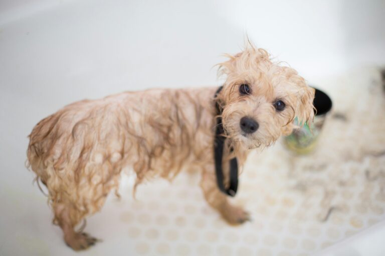 Flea Shampoo for Dogs? Best Drugstore Shampoo! 5 Best Tips for Care Dogs